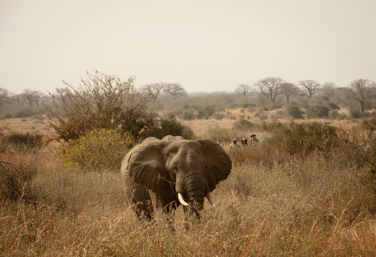 Expeditionary Walking Camp Ruaha 20