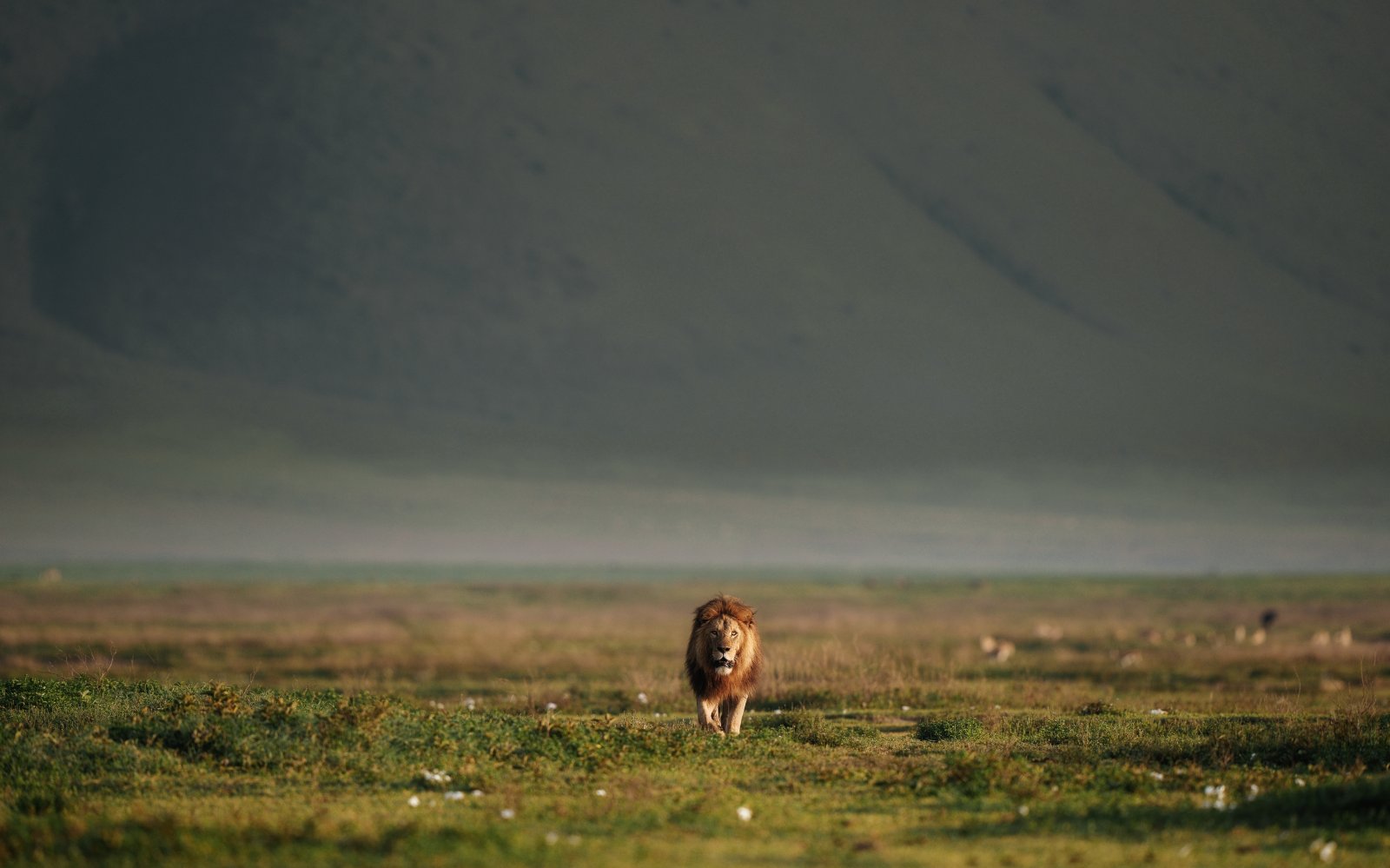 Nomad Safari Green Season Lion moody sky